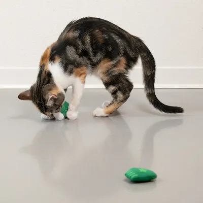 Katze spielt mit grünem Stoffspielzeug auf dem Boden, weiteres grünes Spielzeug liegt daneben.