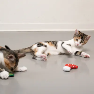 Zwei Katzen spielen mit kleinen Stoffspielzeugen, darunter ein rotes Spielzeug in Form eines Weihnachtsstiefels und ein grünes Spielzeug.