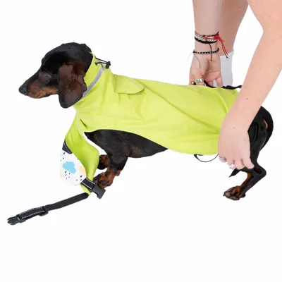 Chien teckel portant un imperméable vert, une personne ajuste le vêtement. Sangle noire avec boucle visible sur la patte avant du chien.