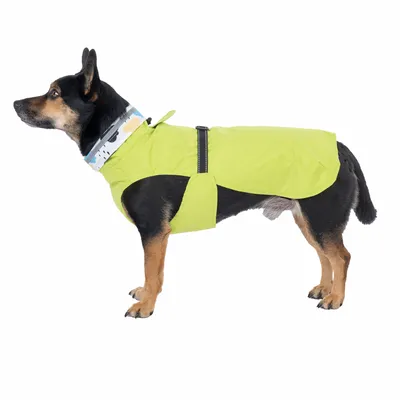 Chien portant un manteau imperméable jaune avec fermeture à sangle noire et col à motifs colorés, vu de profil sur fond blanc.