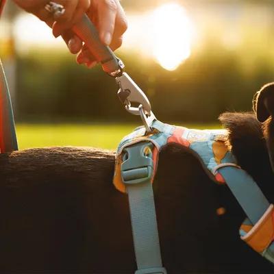 Ruffwear Front Range шлейка для собак, Spring Mountains