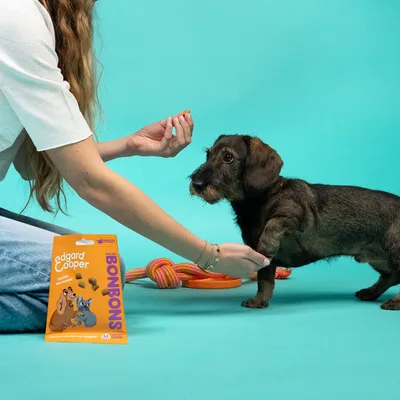Edgard Cooper bonbons pour chiens, emballage au design orange. Chien nourri avec un bonbon, jouet en arrière-plan.