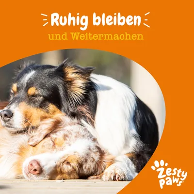Zesty Paws. Text: Ruhig bleiben und Weitermachen. Zwei Hunde liegen entspannt nebeneinander.