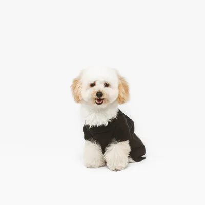 Chien à poils longs portant un pull noir, assis sur fond blanc. Le pull couvre le corps et les pattes avant du chien.