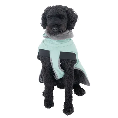 Chien à poil bouclé portant un manteau pour chien vert clair avec col gris et bandes noires visibles sur le devant. Manteau couvrant le dos et le cou du chien.