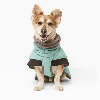 Chien portant un manteau pour chien vert clair avec doublure grise, fermeture à scratch visible sur le devant. Manteau couvrant le dos et le cou de l’animal.