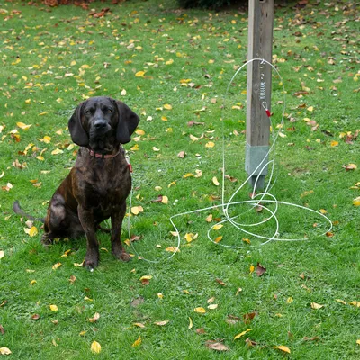 Chien attaché à une longue laisse métallique reliée à un poteau en bois sur une pelouse, collier visible. Aucun texte ou marque apparente.