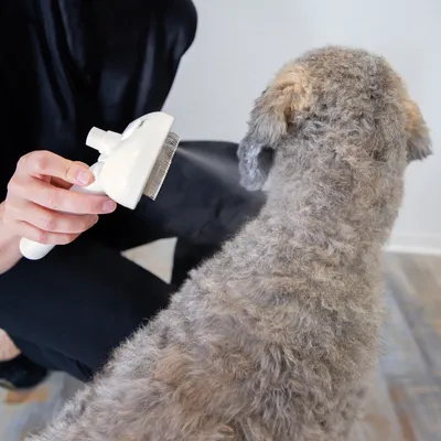 Person brushing a dog with a white brush that dispenses water or spray.