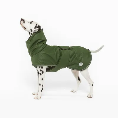 Chien dalmatien portant un manteau vert avec capuche et fermeture à scratch, badge rond visible sur le côté du manteau.