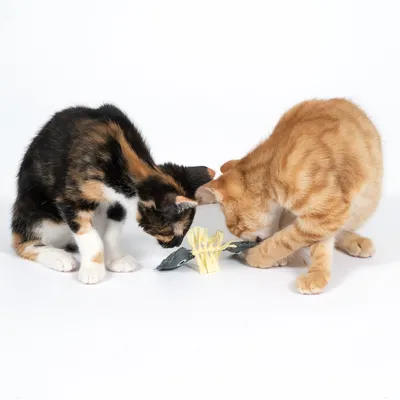 Deux chats jouent avec un jouet en tissu à franges jaunes.