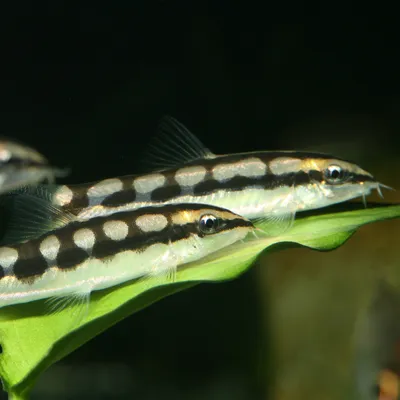 Two freshwater fish with black and white pattern on a green leaf in an aquarium.