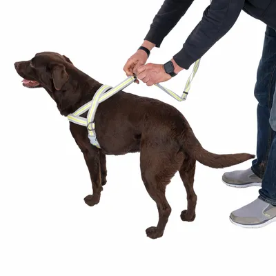 Person legt einem braunen Hund ein reflektierendes Geschirr an, zeigt die richtige Anwendung des Geschirrs.