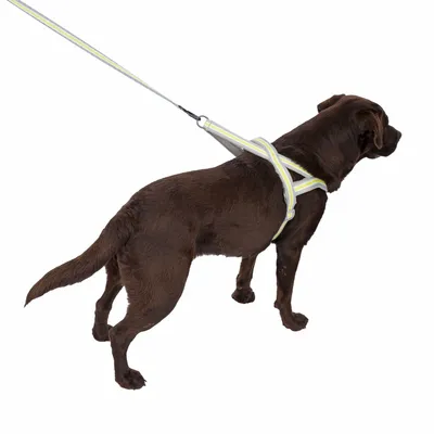 Brauner Hund mit reflektierendem Geschirr und Leine, geeignet für Spaziergänge bei Dunkelheit.