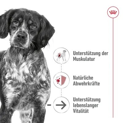 Unterstützung der Muskulatur, natürliche Abwehrkräfte und lebenslange Vitalität. Hund abgebildet mit Royal Canin Logo.