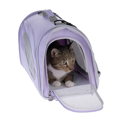 Sac de transport en tissu violet avec grille d’aération, porte ouverte, contenant un chat tigré à poils courts. Poignée et sangles visibles sur le dessus du sac.