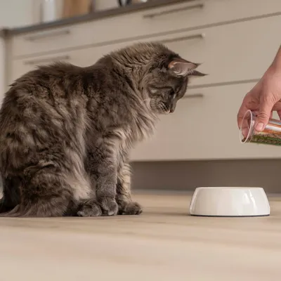 Il gatto è seduto davanti a una ciotola vuota per il alimento, una mano tiene un bicchiere con alimento e si prepara a riempire la ciotola. Il gatto è seduto davanti a una ciotola vuota per il alimento, una mano tiene un bicchiere con alimento e si prepara a riempire la ciotola.