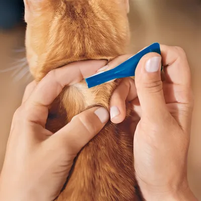 Aplikacja preparatu z niebieskiej pipety na kark kota o rudym futrze, widoczne dłonie rozchylające sierść zwierzęcia.