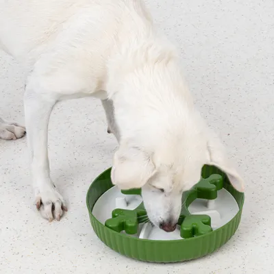 Dog eating from a green anti-gulping bowl with bone-shaped obstacles, designed to slow down food intake.