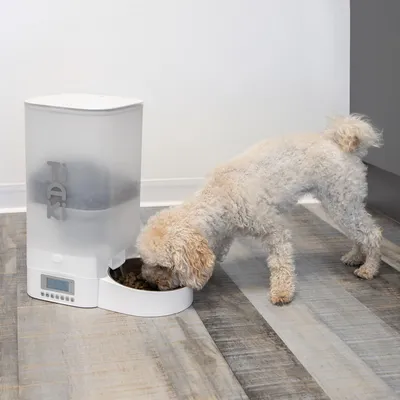 Automatischer Futterspender mit digitaler Anzeige, gefüllt mit Trockenfutter. Hund frisst aus der integrierten Futterschale.