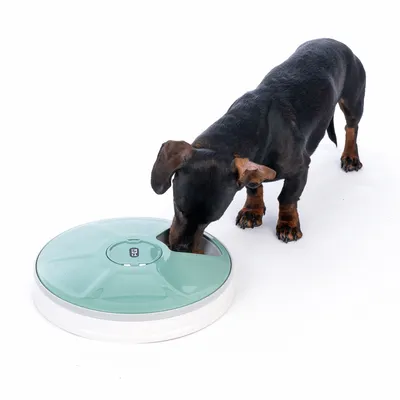 Dog eating from a green food dispenser with multiple compartments. Product shows interactive feeding method.