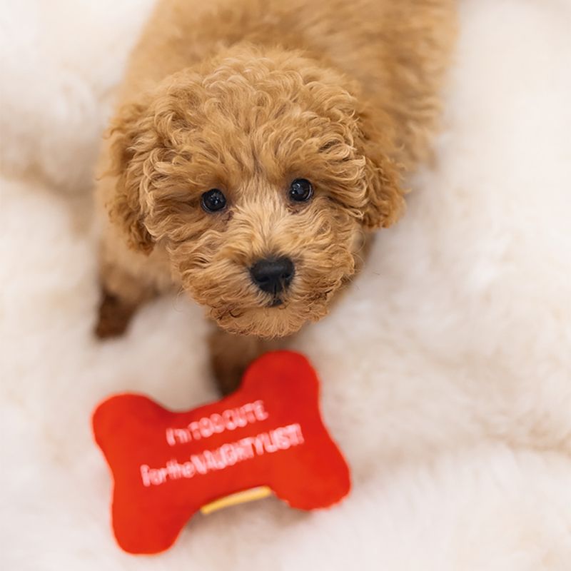 beeztees Hundespielzeug Weihnachtsknochen, rot