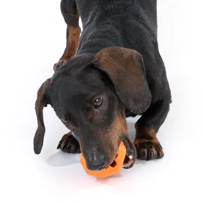 Hund leger med orange tyggelegetøj. Demonstration af produktets brug.