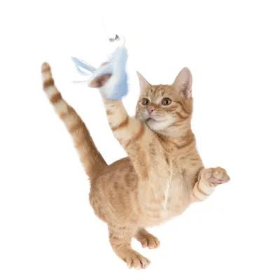 Red cat playing with a blue toy hanging from a string.