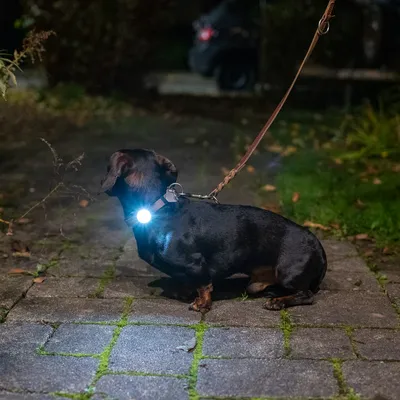 Hund mit beleuchtetem Halsband für bessere Sichtbarkeit bei Dunkelheit, auf einem gepflasterten Weg. Geeignet für nächtliche Spaziergänge.