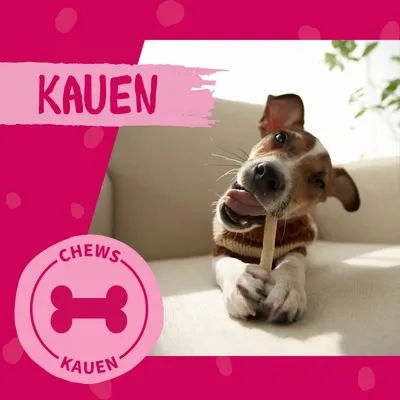 Hund kaut auf einem Kausnack. Text: 'KAUEN' und 'CHEWS KAUE'.