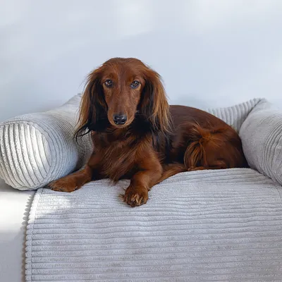 Grey, ribbed pet bed with raised side cushions on a light surface.