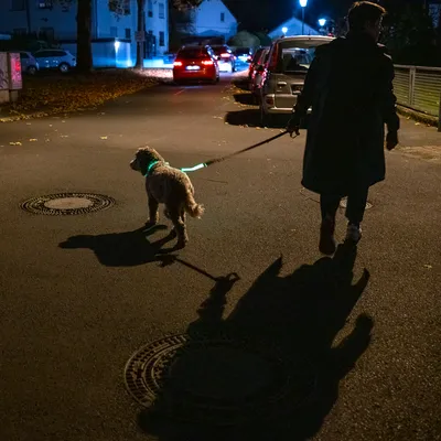 Hund mit leuchtendem Halsband und Leine bei einem nächtlichen Spaziergang auf einer Strasse.