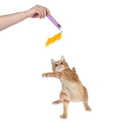 Legetøjsstang med gul fjer, holdt af en hånd. En orange kat springer og griber efter fjeren.