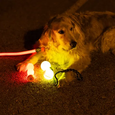 Hund med lysende halsbånd og to LED-lysbolde i rød og gul på et reb, egnet til synlighed i mørke.