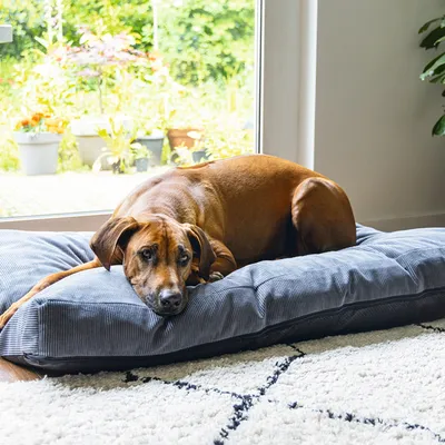 Grand coussin rectangulaire gris pour chien, posé sur un tapis à l'intérieur devant une baie vitrée, avec un chien allongé dessus. Matière du coussin : tissu.