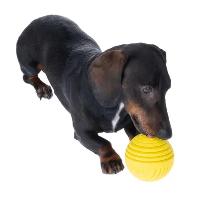 Chien teckel noir et feu jouant avec une balle jaune en plastique rainurée, vue de côté sur fond blanc.