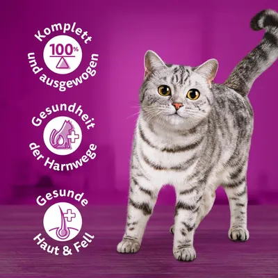 Komplett und ausgewogen, Gesundheit der Harnwege, Gesunde Haut & Fell. Katze vor lila Hintergrund.