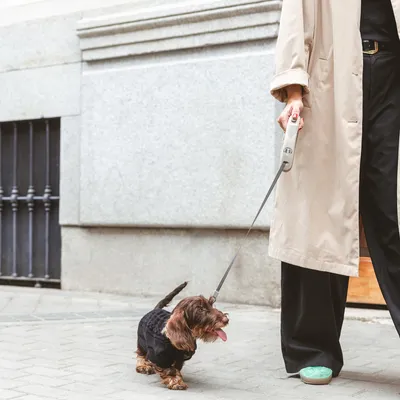 Persona porta a spasso un piccolo cane con un guinzaglio estensibile. Il cane indossa un outfit nero.