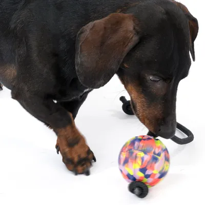 Hund spielt mit einem bunten Ball aus Stoff und Seil. Produkt zeigt interaktive Nutzung für Haustiere.