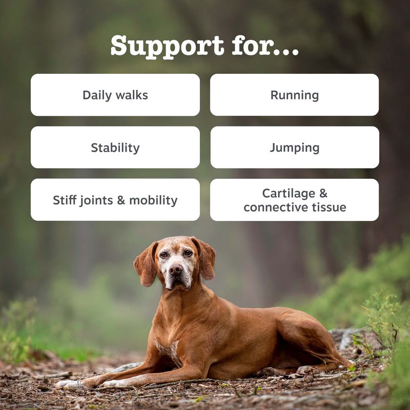 Zesty Paws Hip & Joint Chews Mobility - Turkey - dog supplements