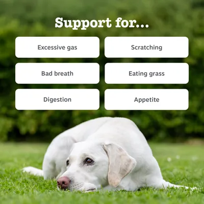 Zesty Paws Probiotic Chews potiron pour chien - 50 bouchées à mâcher Zesty Paws Probiotic Chews potiron pour chien - 50 bouchées à mâcher
