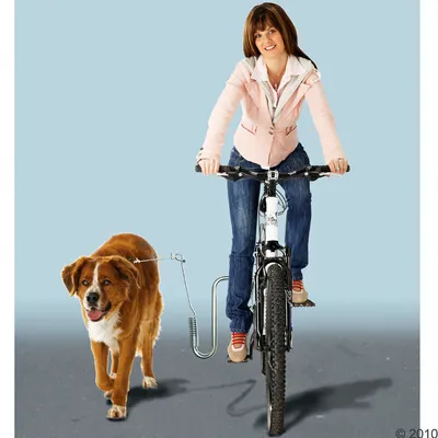 Bicycle holder for dogs, shows safe distance between dog and bicycle while riding.