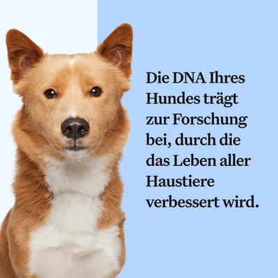 Die DNA Ihres Hundes trägt zur Forschung bei, durch die das Leben aller Haustiere verbessert wird.