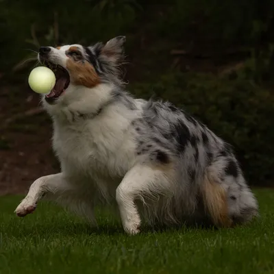 Chien à poil long tacheté tenant une balle jaune dans la gueule, debout sur l’herbe. Aucun texte ou marque visible.