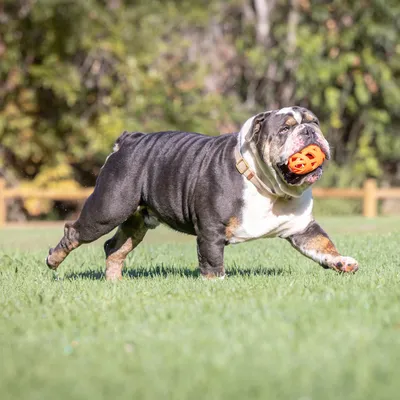 Hond speelt met een oranje speelgoedbal op een grasveld.