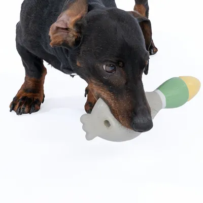 Chien noir tenant un jouet en forme d’oiseau gris, vert et jaune dans sa gueule, sur fond blanc. Jouet en plastique visible.