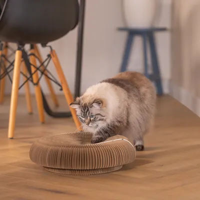Katzenkratzspielzeug aus Pappe in runder Form auf Holzboden, geeignet für Krallenpflege und Spiel.