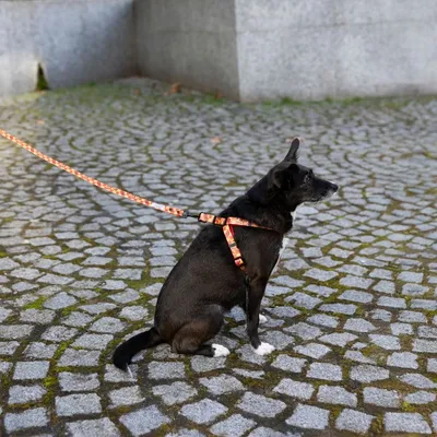 Black dog with orange harness and matching lead on paved ground. Shows everyday use of the harness.