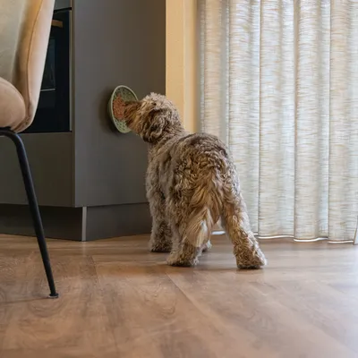 Hund leckt Futter von einem grünen Napf, der an einer Wand befestigt ist.