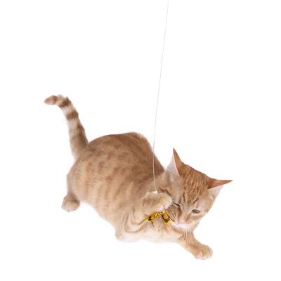 Chat roux jouant avec un papillon suspendu à une ficelle, démonstration d’un jouet interactif pour chat.