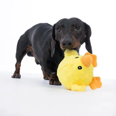 Sort hund leger med gult plysdyr i fiskeform. Legetøjet har orange finner og øjne.